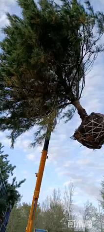 高度350厘米油松