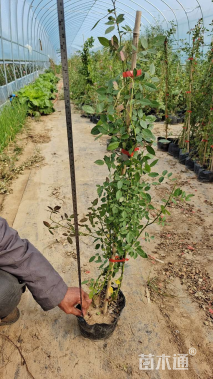 高度150厘米蔷薇