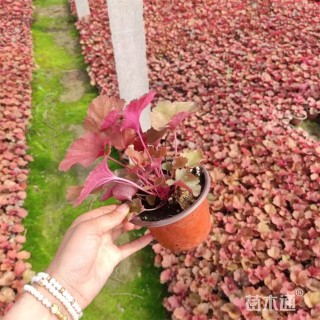 高度16厘米矾根