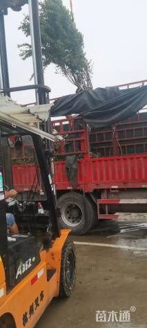 高度200厘米丛生紫薇