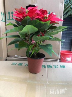 高度50厘米一品红