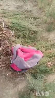 高度100厘米柽柳