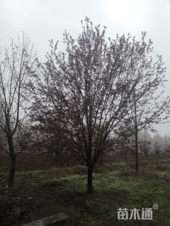 15公分绚丽海棠