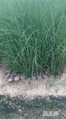 高度50厘米细叶芒