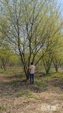 10公分(4杆)丛生朴树