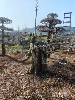 50公分对节白蜡