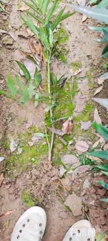 高度30厘米十大功劳