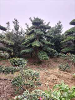 移栽苗造型罗汉松