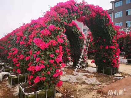 80厘米藤本月季