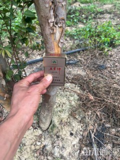 高度2000厘米嘉宝果