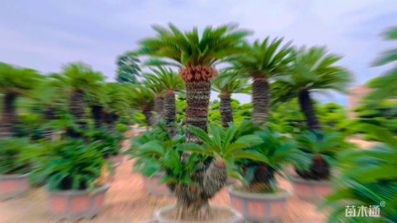 裸干高100厘米多头苏铁