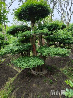 15公分造型对节白蜡