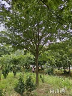 15公分榉树