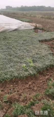 高度8厘米玉龙草