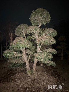 18公分造型榔榆