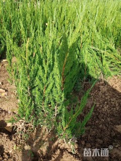 高度50厘米小龙柏