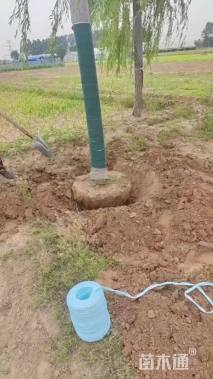 20公分金丝垂柳