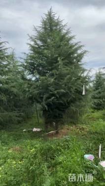 高度700厘米雪松