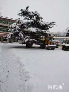 高度800厘米雪松