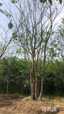 60公分丛生朴树