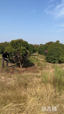 冠幅300厘米红叶石楠球