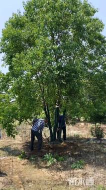 70公分(5杆)丛生乌桕