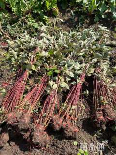 高度100厘米红瑞木