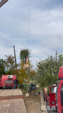 高度150厘米羽毛枫