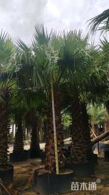裸干高250厘米华盛顿棕榈