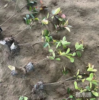 50公分红叶石楠