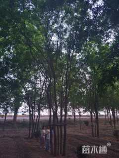 高度1000厘米丛生国槐