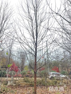 17公分美国红枫