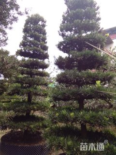 22公分造型罗汉松