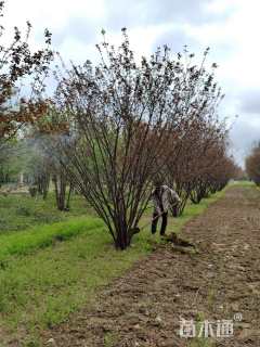 高度350厘米红叶榆叶梅