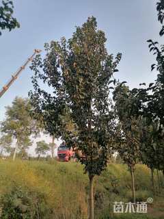 10公分彩叶豆梨