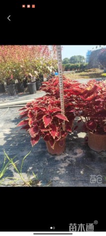 高度20厘米彩叶草