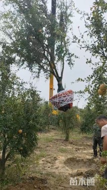 高度300厘米石榴