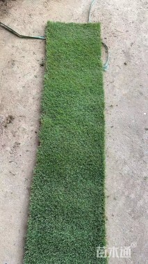 草卷状四季青草坪