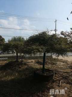 高度200厘米羽毛枫