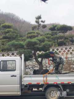 高度50厘米黑松