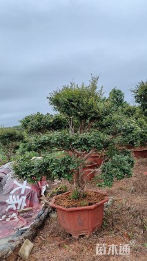 高度1200厘米嘉宝果