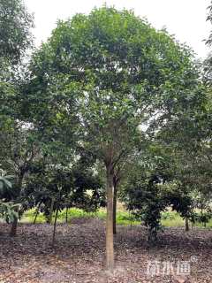 18公分大叶女贞