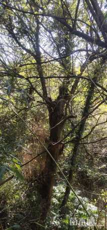 高度9000厘米四月雪