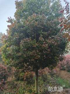 16公分红叶石楠