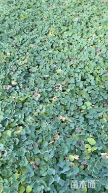 高度15厘米耧斗菜