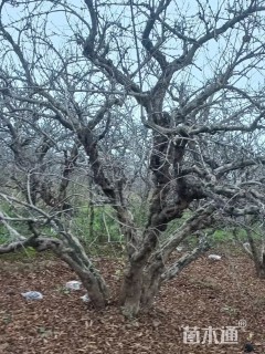 高度400厘米石榴