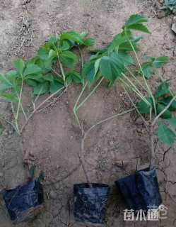 30厘米五叶地锦