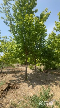 15公分金叶复叶槭