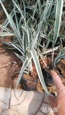 高度40厘米花叶芦竹