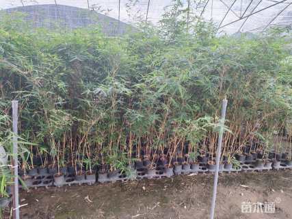 地栽苗观音竹